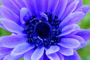 Купить луковицы Анемон с доставкой