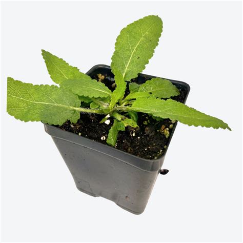 Sage May Night Plants For Sale Salvia X Sylvestris The Growers