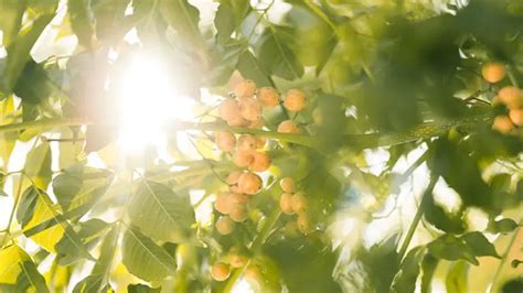 12 Benefits of Sunlight: Learn What to Consider About Sunlight Exposure ...
