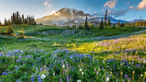 Fleurs Sauvages Dans Le Parc National Du Mont Rainier Washington