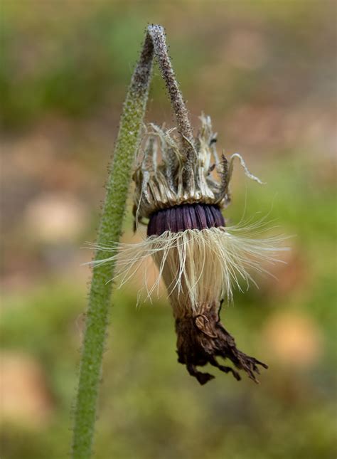 Pilosella officinarum - Изображение особи - Плантариум