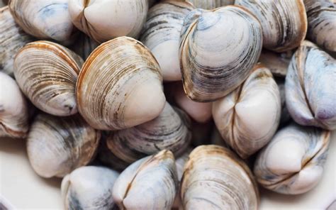 Clams Genus And Species at Ruby Osborne blog
