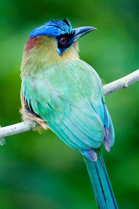 Motmot Bird Royalty Free Stock Photography - Image: 9670627