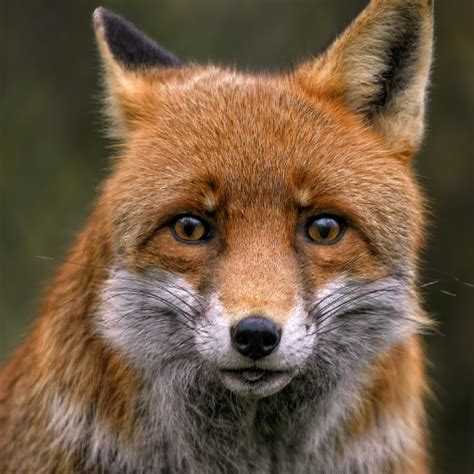fox sounds apps  google play
