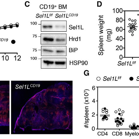 Pdf The Sel1l Hrd1 Endoplasmic Reticulum Associated Degradation