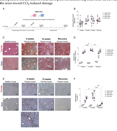 Figure From Sex Drives Functional Changes In The Progression And Regression Of Liver Fibrosis