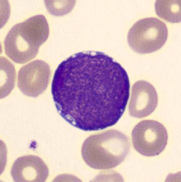 plasma cell cellwiki