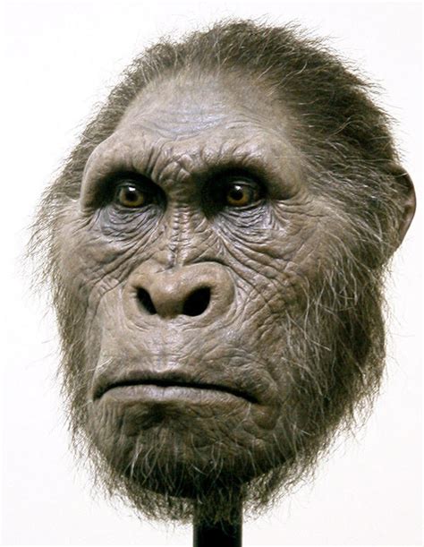 australopithecus  schellstudio  deviantart