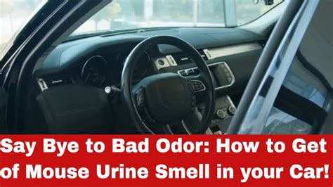 Smelly Car Learn How To Get Rid Of Mouse Urine Smell In Your Car Today