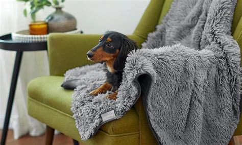 Sofa Blanket For Dogs Cabinets Matttroy