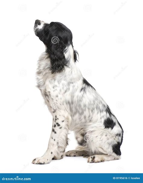 English Springer Spaniel Sitting Royalty-Free Stock Image