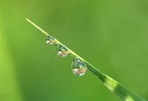 Tropfen (Forum für Naturfotografen)