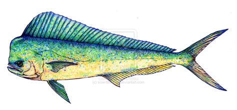 Mahi Mahi Drawing At Getdrawings Free Download