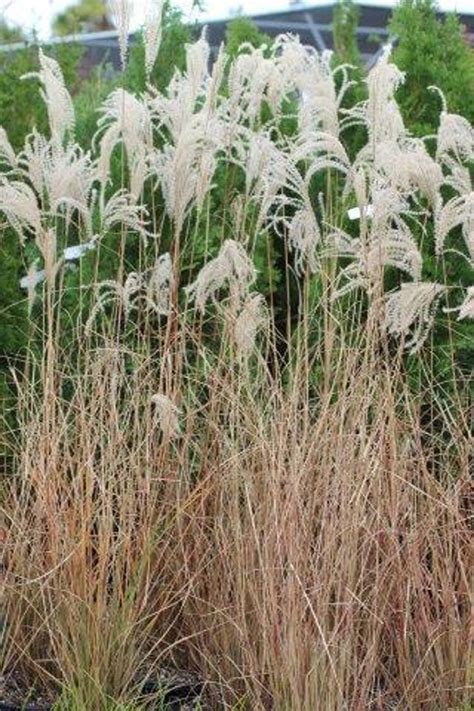 Miscanthus sinensis 'Yaku Jima' - Devil Mountain Wholesale Nursery