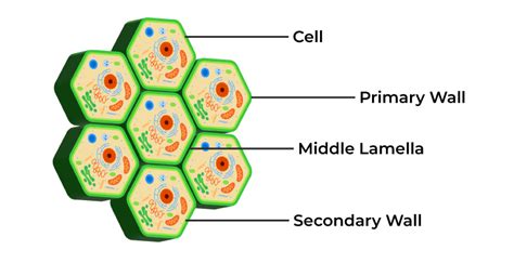 Cell Wall | GeeksforGeeks