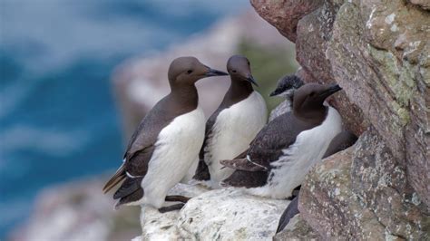 Bilan De La Saison De Reproduction Des Oiseaux Marins En Bretagne En