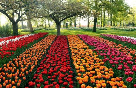 The tulip fields of Holland - hellomagazine.com