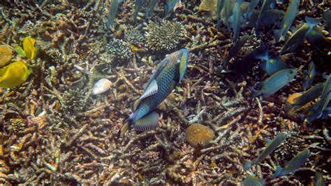 Foto Bawah Air Titan Triggerfish Atau Virides Balistoides Di Teluk