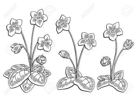 Violet Flower Drawing at GetDrawings | Free download