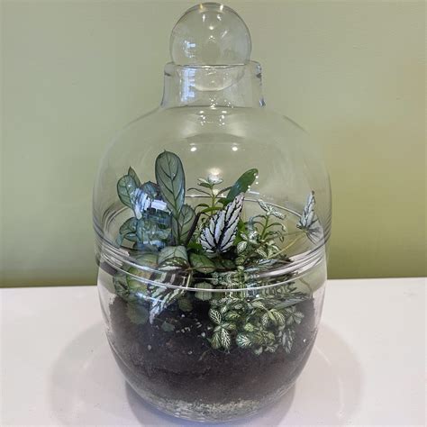 Large Closed Terrarium T108 19 X 34cm Geelong Terrariums And Indoor Plants