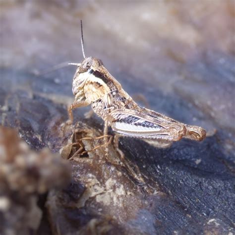 North American Spur Throated Grasshoppers From East Of Rangely On June