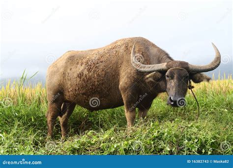 Carabao Royalty Free Stock Photography 40308419