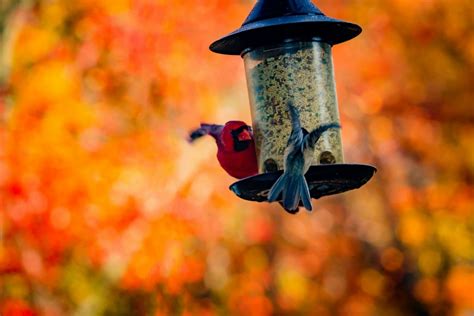 How To Build A Bird Feeder Out Of Wood A Step By Step Guide For Bird