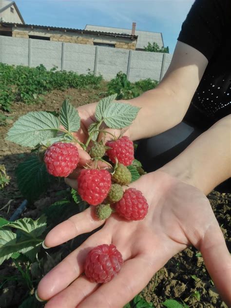 Малина Маравилла Описание Сорта Фото – Telegraph