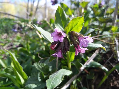 Lungwort Flower Spring Free Photo On Pixabay Pixabay