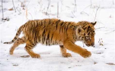 Snow Tiger Cub Wallpapers | HD Wallpapers | ID #7297