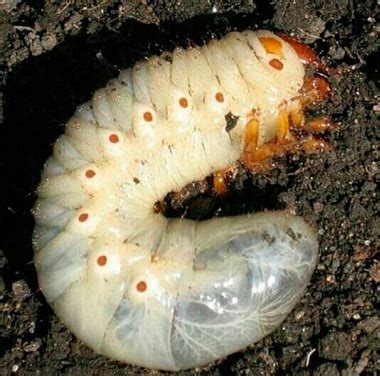 Как отличить вредную личинку от полезной?