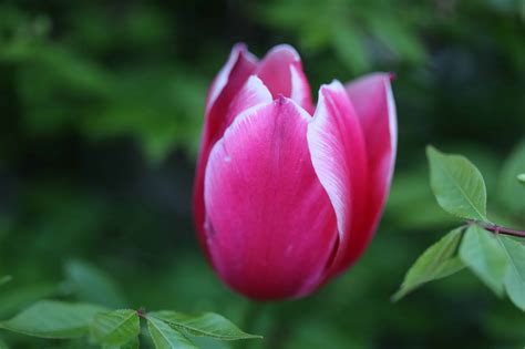 フリー写真画像: 夏、庭園、自然、植物、花、葉、ピンク