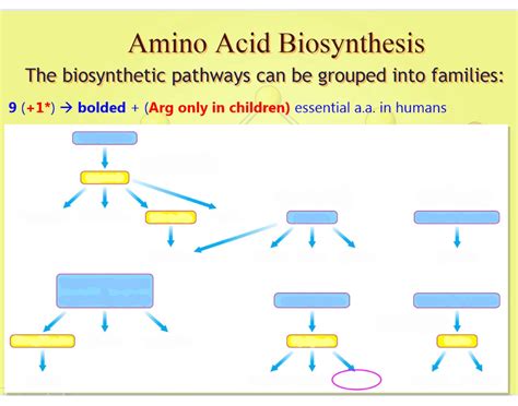 Amino Acid Biosynthesis Exam 2 Quiz