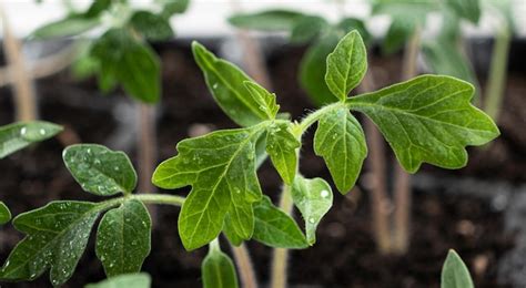 Cultivo De Tomates A Partir De Semillas Paso A Paso Paso Los Brotes