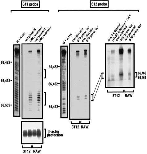 Mapping of the 5 Ј ends of the gene 50 transcripts by S1 nuclease ...
