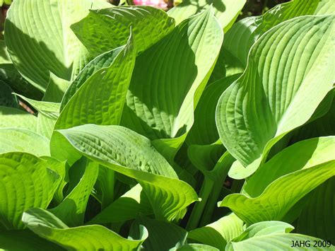 Shade Plants | Name That Plant