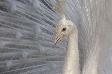 Retrato De Un Cristatus Blanco Masculino Del Pavo Del Pavo Real Con Las