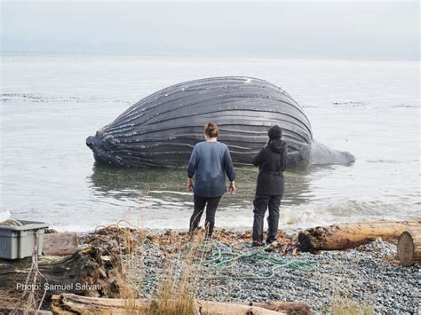 Humpback Whale Corpse Inflated Like A Balloon Found On Beach Newsweek