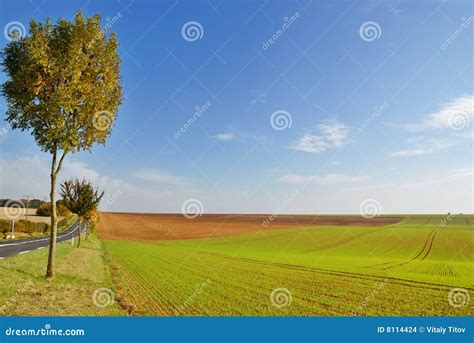 Cultivated land stock photo. Image of leaf, green, flower - 8114424