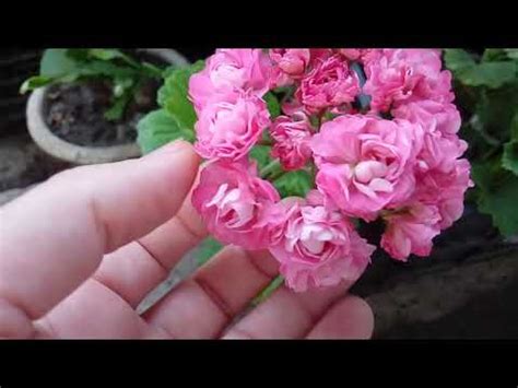 Пеларгония Swanland Pink / Australian Pink Rambler (Австралиан Пинк ...