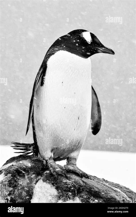 Antarctica penguins Black and White Stock Photos & Images - Alamy