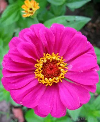 [33+] Цинния фото