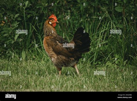 A Closeup Of A Brown Leghorn Chicken On A Green Grass Stock Photo Alamy