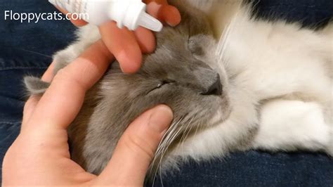 How To Apply Cat Eye Drops How To Put Eye Drops In A Difficult Cat Can T Give Cat Eye Drops