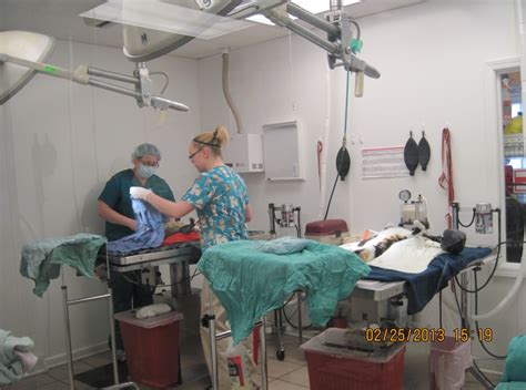 Spay/Neuter Post-Surgery Care | Feral Cat Focus