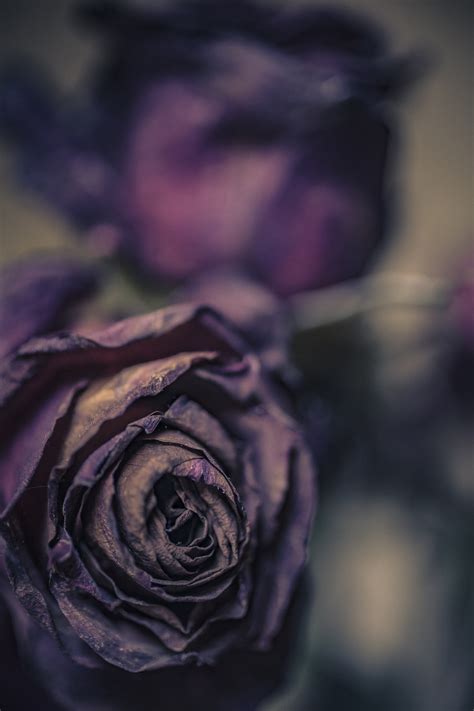 41 Characterization A Rose For Emily Banemma