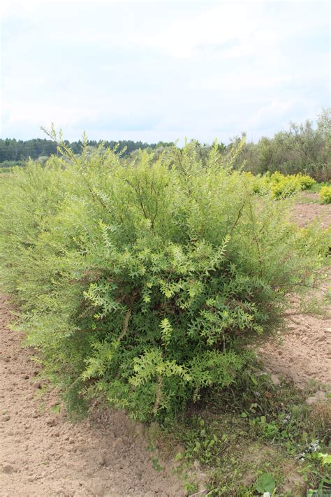 Спирея Аргута (Spiraea arguta) купить для ландшафтного дизайна в Москве