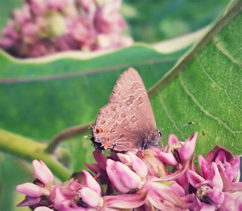 Striped Hairstreak Project Noah