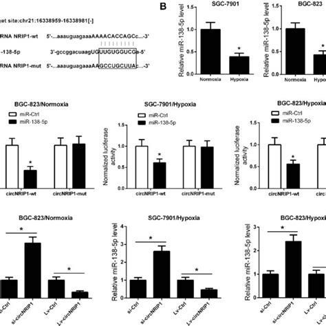 CircNRIP1 Functioned As A MiR 138 5p Sponge In GC Cells A A Putative