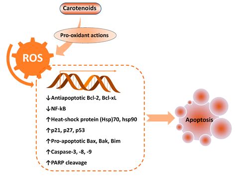 Antioxidants Free Full Text Pro Oxidant Actions Of Carotenoids In